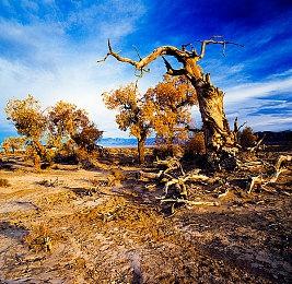 《英灵神殿》0.217.4版本更新 加入新NPC与新物品