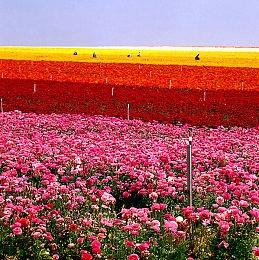 《真三国无双：起源》TGS 2024实机演示视频